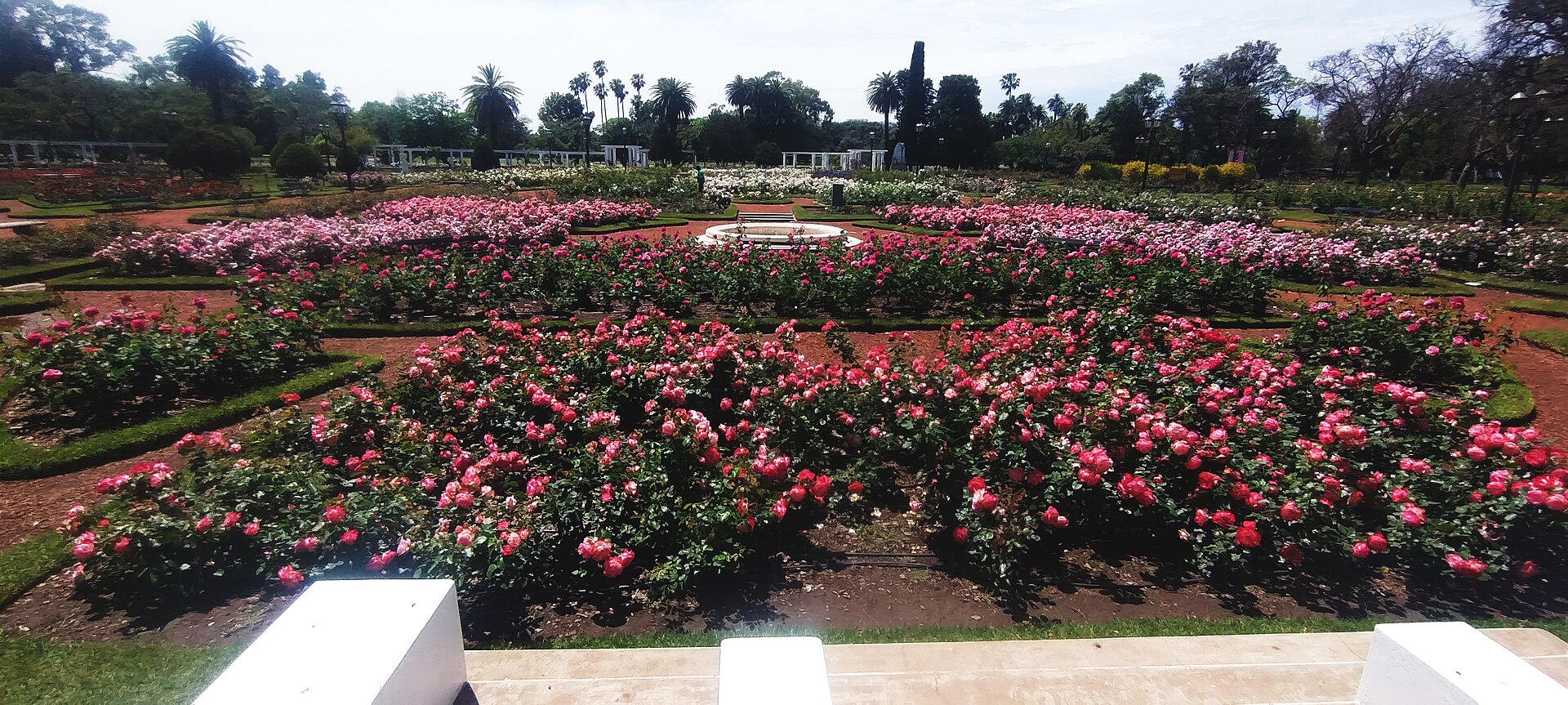 Cerca de 18.000 rosas florecen a lo largo de octubre y noviembre de los más de 8.000 rosales en El Rosedal de Palermo, en Buenos Aires.